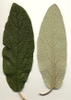 Front and back of leaf