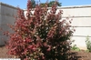 Fall form