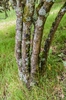Bark