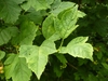 Leaves