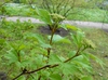 Leaves and stem