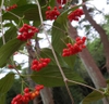 Fruit