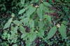 Leaves and flowers