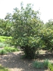 Form