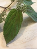 Leaf closeup