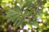 Stem and back of leaves