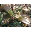 Leaves in March
