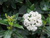 Cluster of white flowers, round buds and glossy leaves