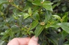 Viburnum tinus