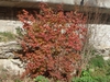 Fall Color Form