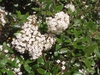 Flower and Leaves