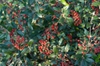 Fruit and Leaves