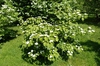 Form in bloom