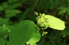 Immature fruit