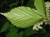 Underside of leaf
