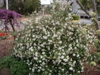 Viburnum x burkwoodii 'Conoy'