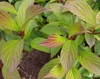 Green leaves