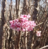 'Dawn' Flower