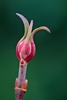 Pink flower bud
