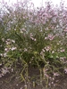 Form of 'Dawn in bloom with pink flowers
