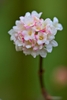 Cluster of pink flowers