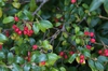 Fruit