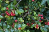 Leaves and fruit