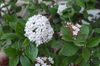 'Mohawk' Flower and Leaf