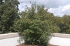 Viburnum x burkwoodii