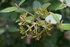 Viburnum x carlcephalum