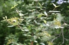 Growth habit