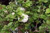 Flowers, leaves, stems