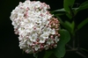 Viburnum x carlcephalum