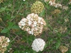 Viburnum x carlcephalum