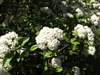 Viburnum x carlcephalum 'Chesapeake'