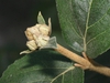 Stem and buds