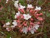 Viburnum x juddii