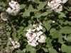 Flower and Leaves
