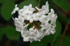 Close up of flower