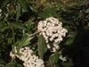 Flower and Leaves