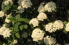 Flower and Leaf