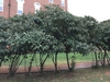 Tree form