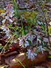 Flowering plant growing in a woodland setting