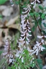 Clusters of light pink pea-like flowers