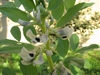 Vicia faba