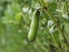 Vicia faba
