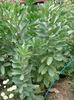 Vicia faba