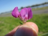 Vicia sativa