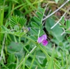 Vicia sativa