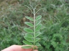Vicia villosa